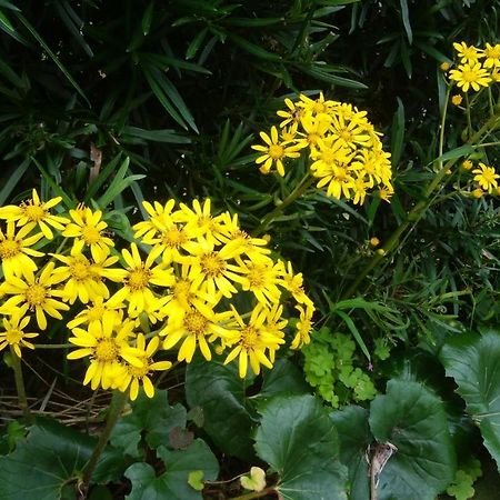 築100年の宿【はぶの家】 오시마 외부 사진